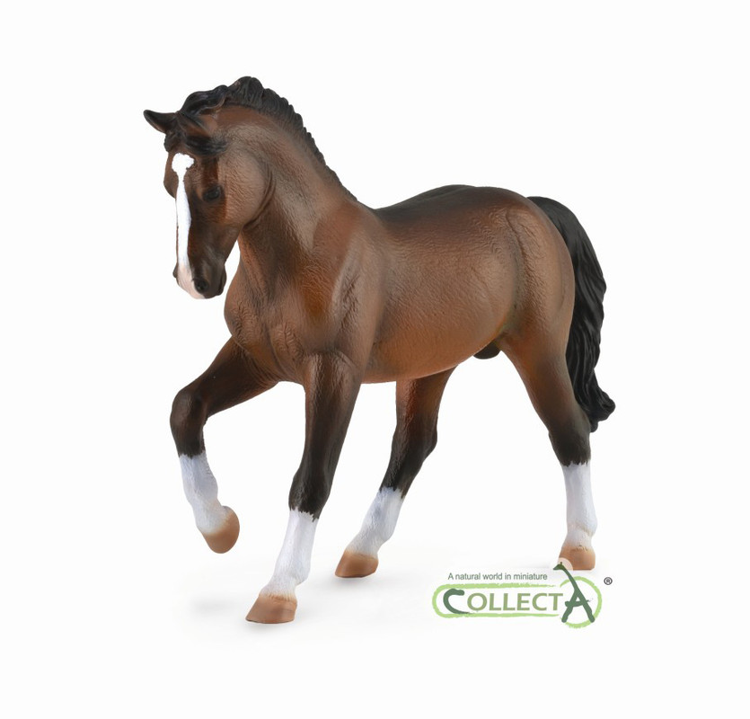 88827 - Warmblood Stallion - Bay