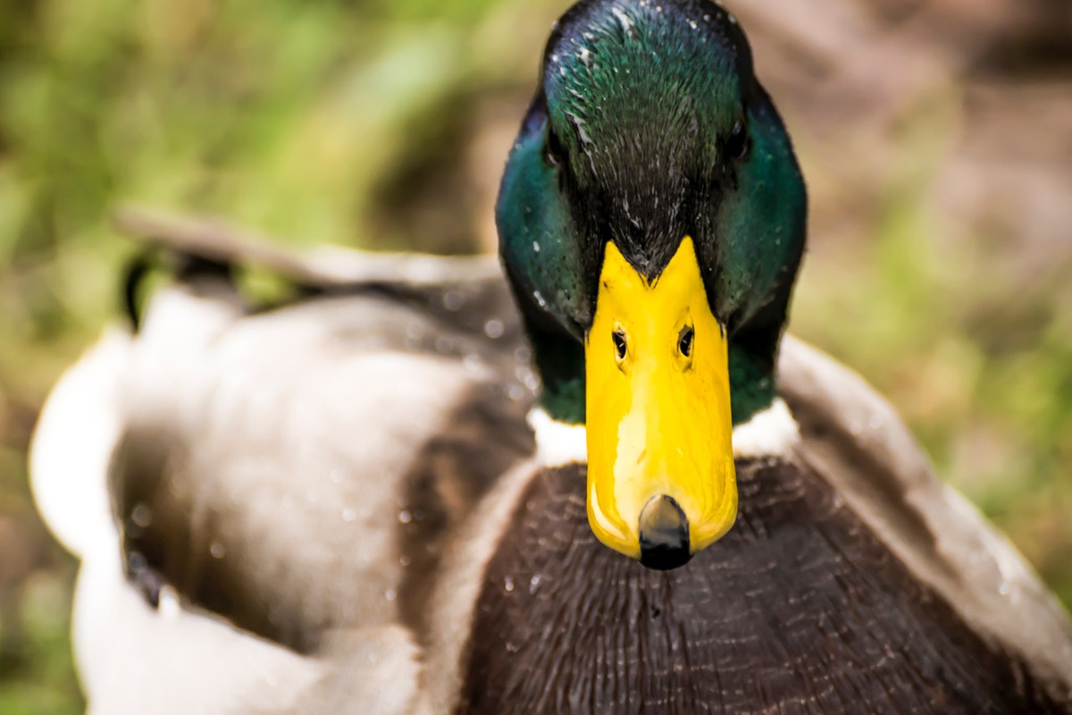 pexels-martin-dickson-38771