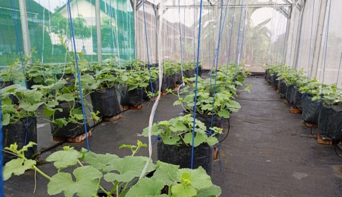 Grand Sakina Farm di Cigadung, Subang, Kabupaten Subang, Jawa Barat.