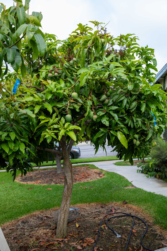 8U1A4288  Sweet Tart Mango Tree with New Growth & Fruit (8-16-24)