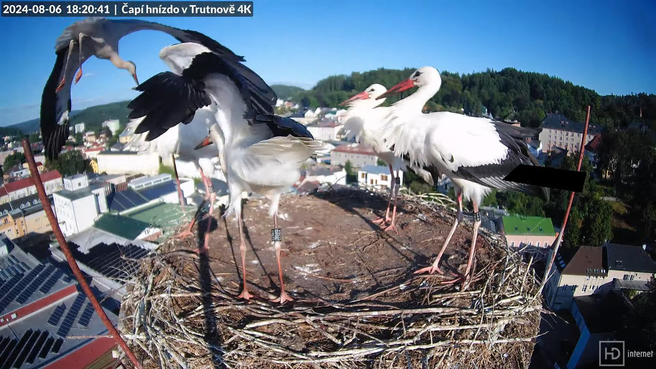 Tiešraidē no stārķa ligzdas uz alus darītavas skursteņa Trutnovā 15-0-56 screenshot (1)
