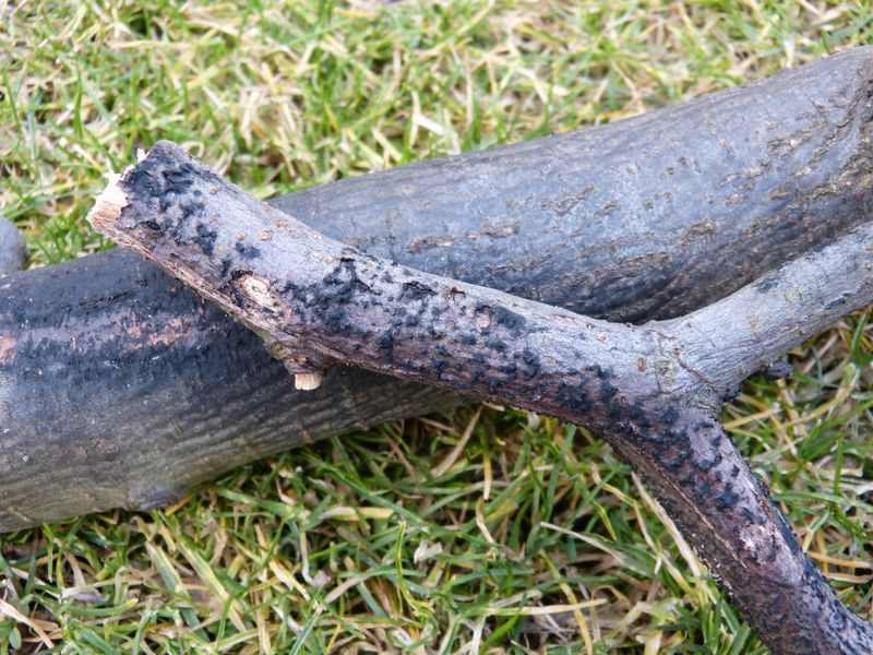 2014-03-01 Hängeulme3