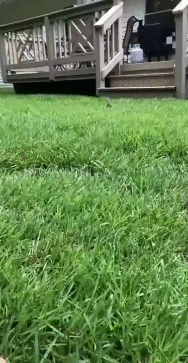 https://i.postimg.cc/cHTFgx8m/4.gif