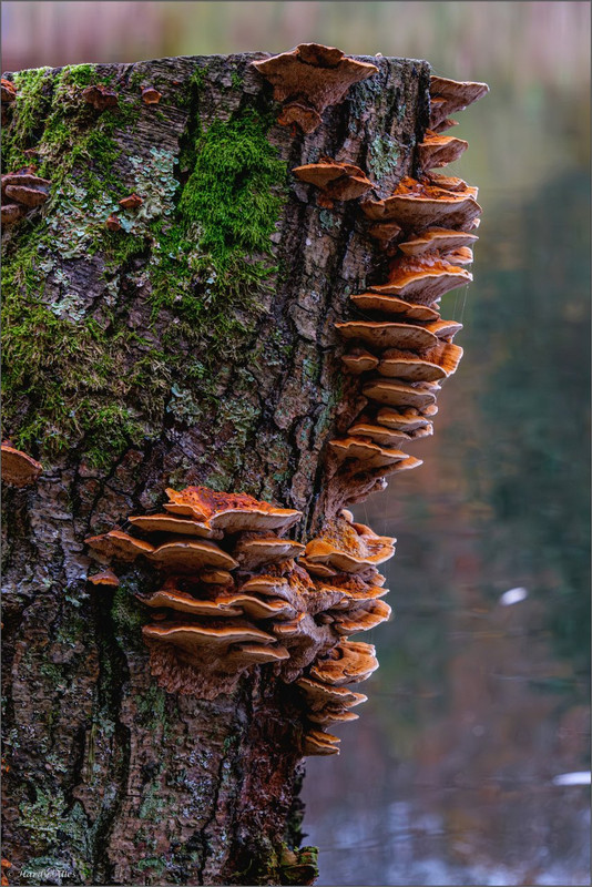 XT5A7860-Verbessert-RR 2024 SB BW LR ERWZ FB