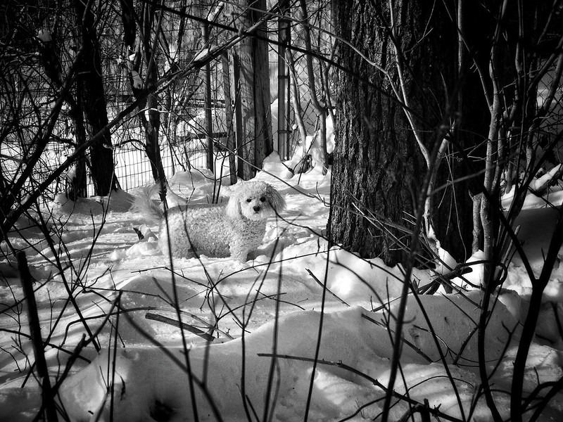 blacknwhite-doodle.jpg