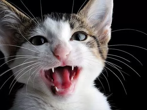 [Image: 7341-1-or-1435753273.webp]
