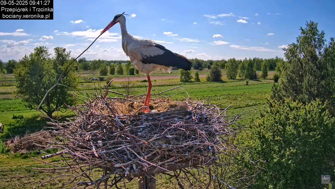 09052025bociany18