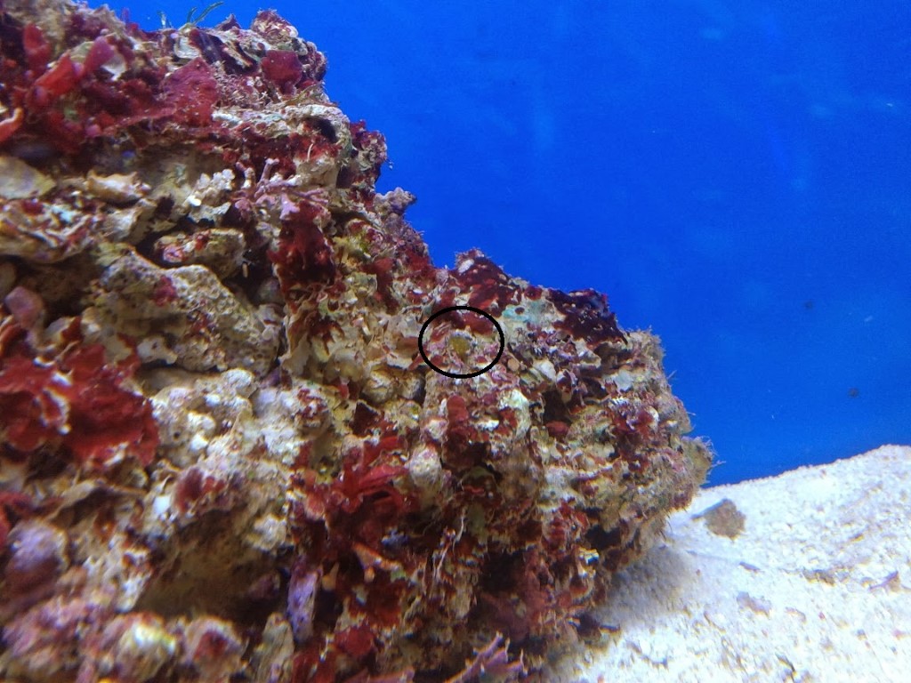 20131212_231634 (Medium)