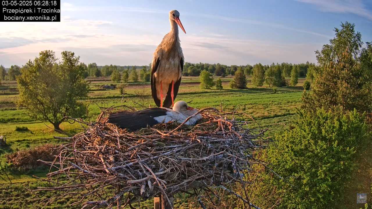 03052025bociany5