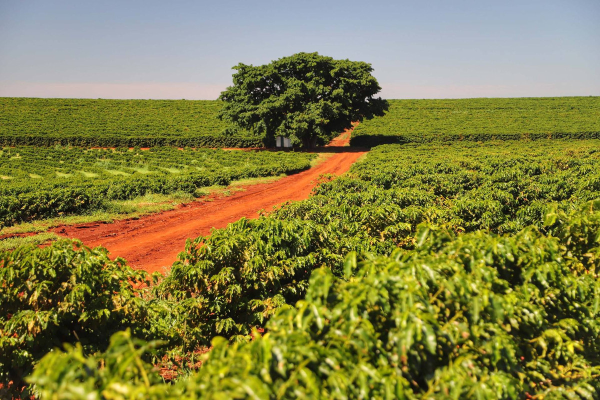 Путь бразильского кофе от фермы до экспорта