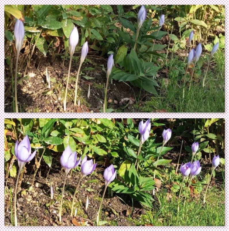 IMG_20241008_132458 (4)