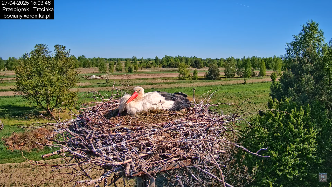 27042025bociany13