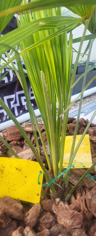 17433401346394593328321943383366