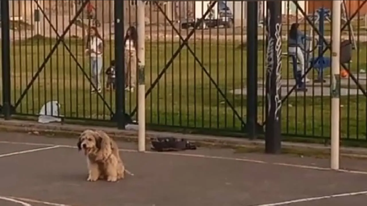 Perrito se vuelve viral en TikTok tras mostrar sus habilidades para porterear