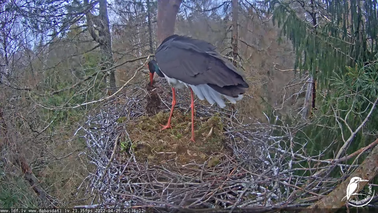 Melnais stārķis (Ciconia nigra) Siguldas novadā - LDF tiešraide 9-22-2 screenshot