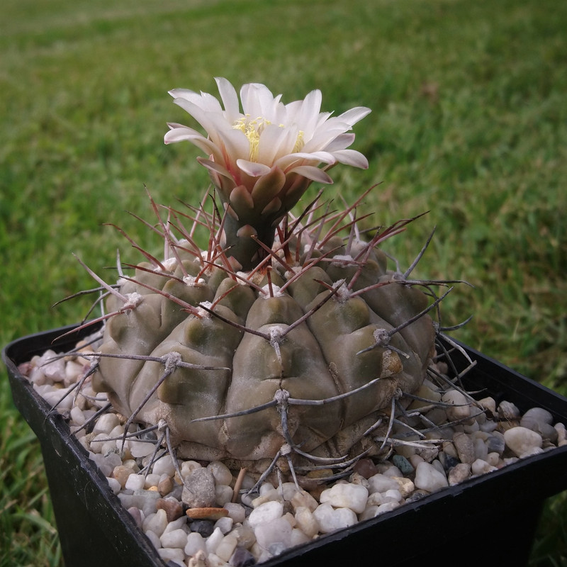 Gymnocalycium bodenbenderianum (riojense) v. vertongenii GN 89-184.532 nr 2