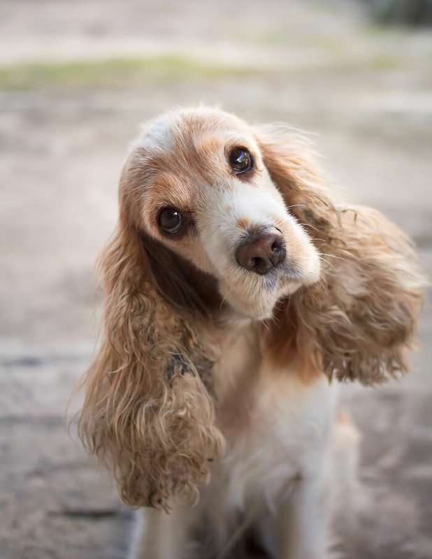 Dog-BP-Behaviors-Explained-Professor-Clive-Wynne-6a2c1b02445a6-700.jpg