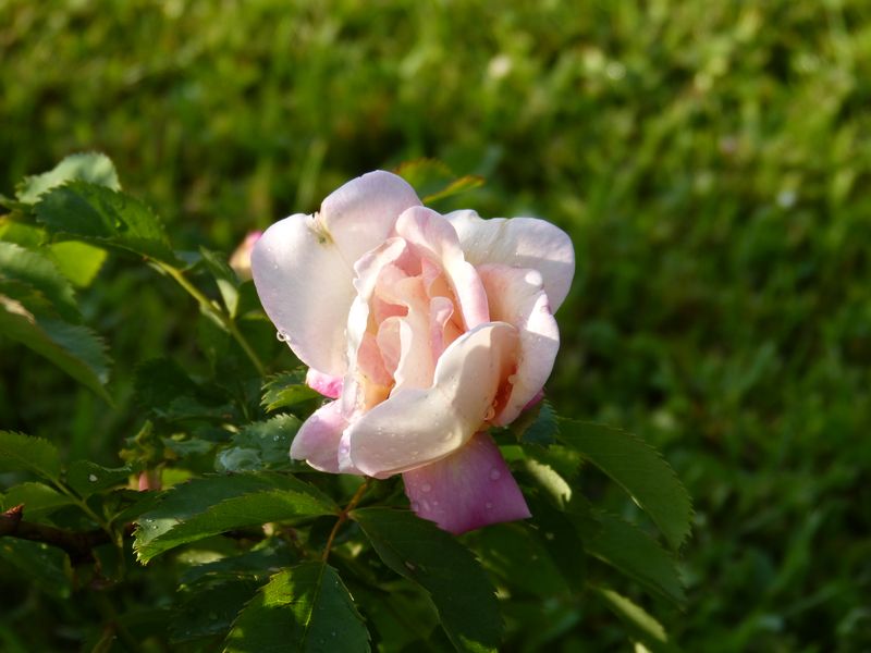 2014-05-20 Frühlingsduft1