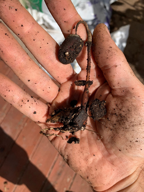 seedling_cant_shed_seedcoat