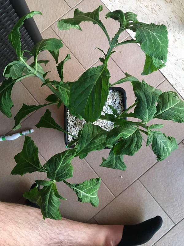 photo_2018-06-20_12-29-56 (2)