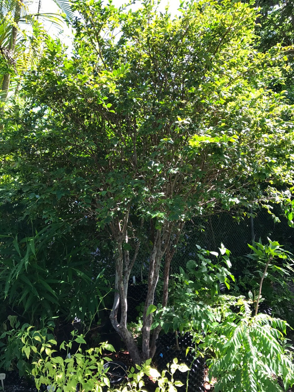 Jaboticaba 7 2017