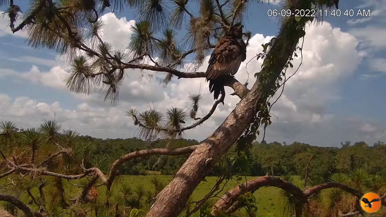EC Nest Cam 9-14-20 screenshot (1)