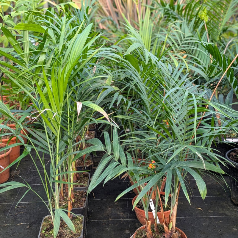 palmier chamaedorea radicalis caulescent