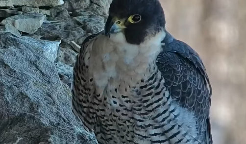 Great spirit bluff Falcons Przechwytywanie-w-trybie-pe-noekranowym-02-03-2023-213506