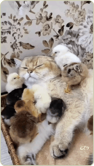 140426-chat-poussins