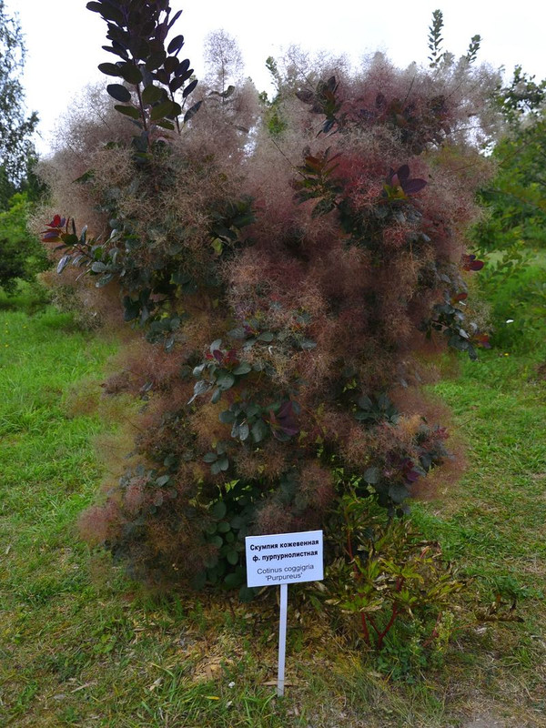 11_04 пушистый _1_result