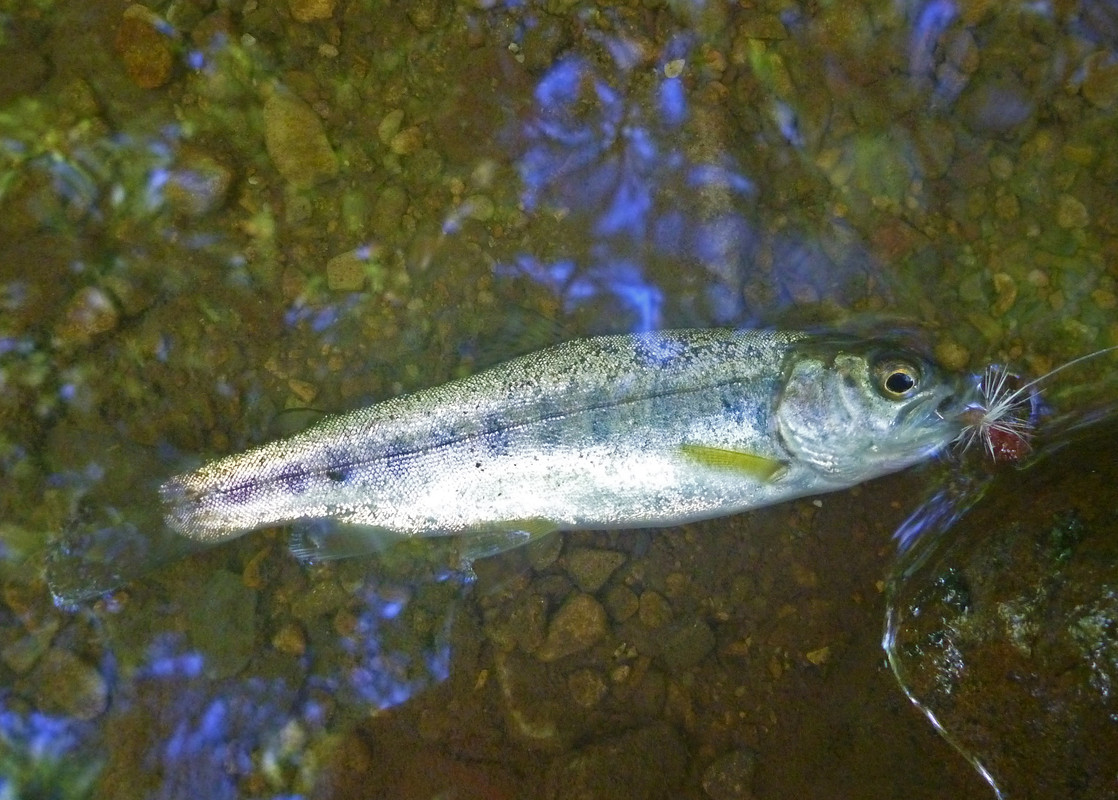 2022-09-01 1 - wild rainbow #4