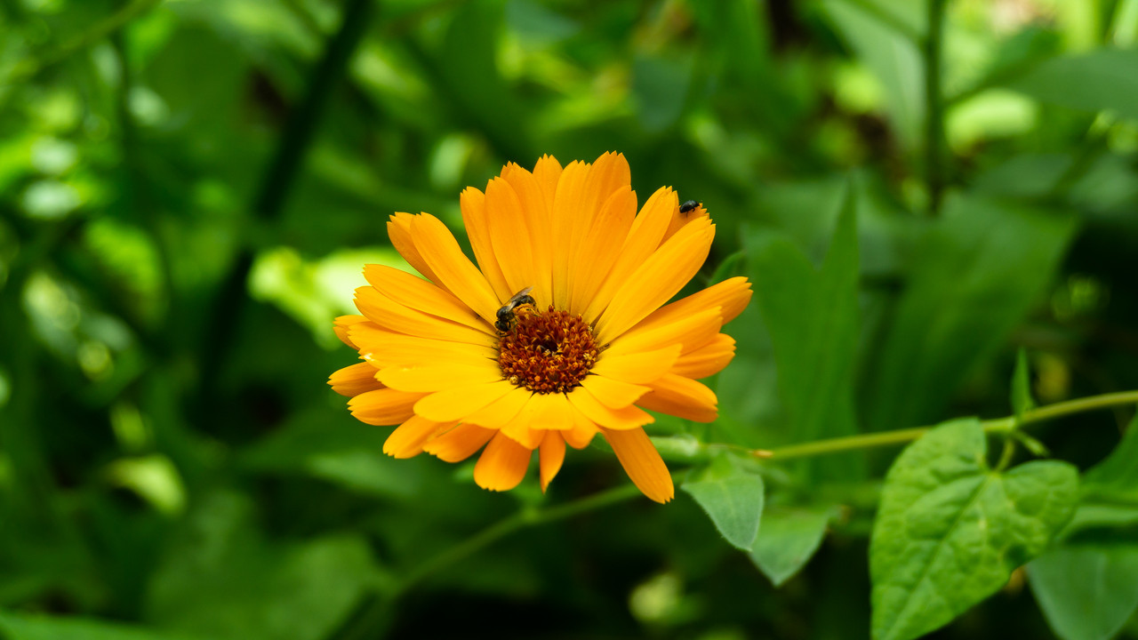 DSC07532.jpg