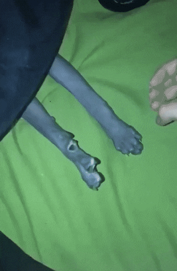 daily-gifdump-3379-27.gif