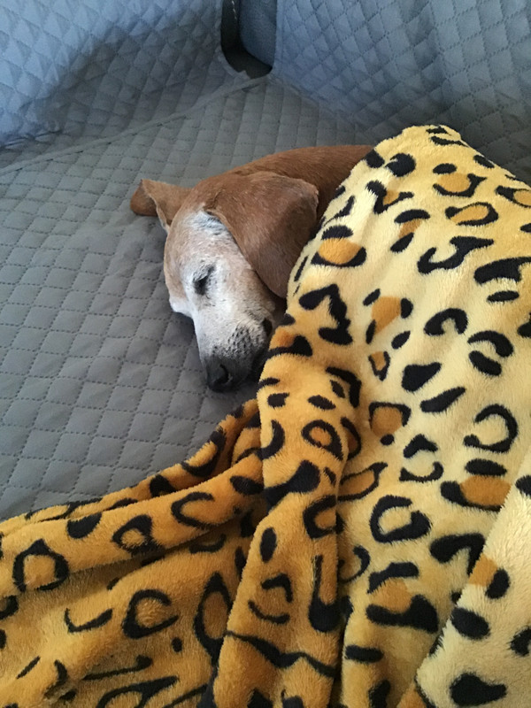 [Image: D21811-A3-AE00-4-C8-E-A512-A1-F26519-AEF6.jpg]