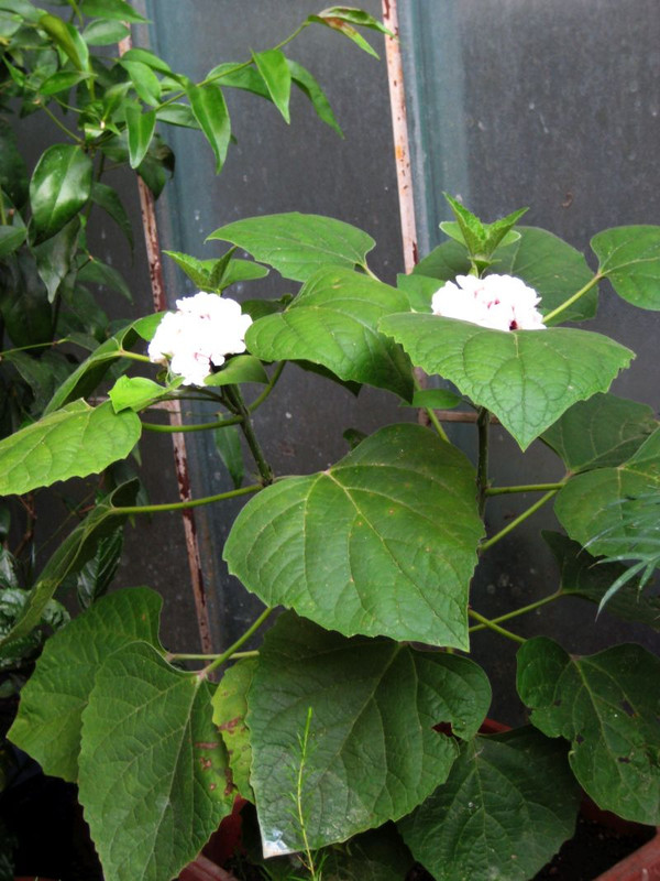 Clerodendrum chinense_fragrans