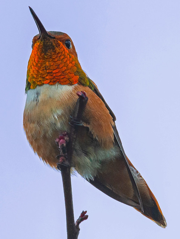orangecrestedhummingbird.jpg