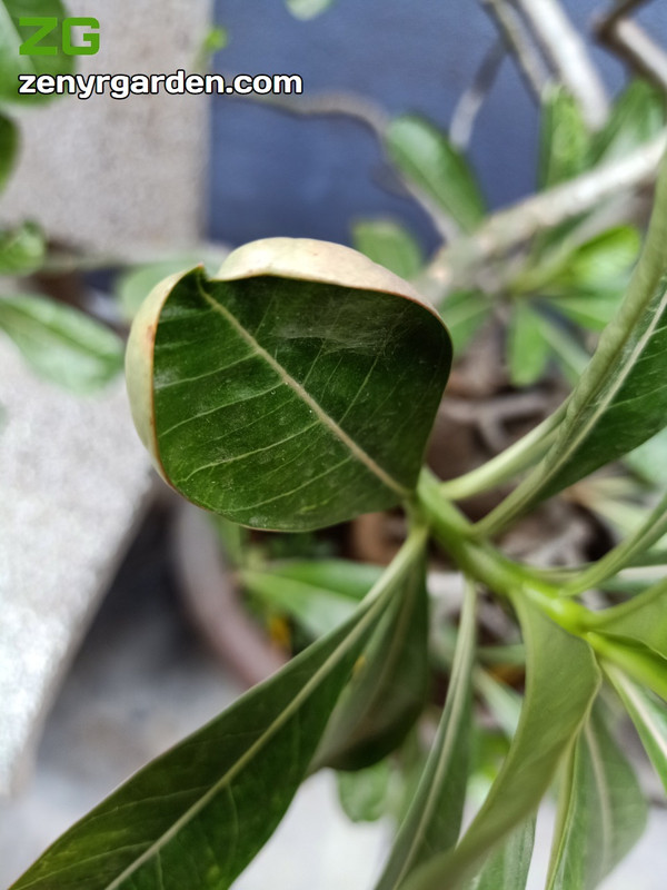 adenium-desert-rose-leaves-curling.jpg