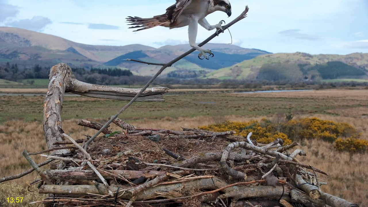 🦅 Dyfi Osprey projekts (VELSA)_ 2025. gada TIEŠRAIDE 4K kvalitātē 🦅 13-30-29 screenshot (2)