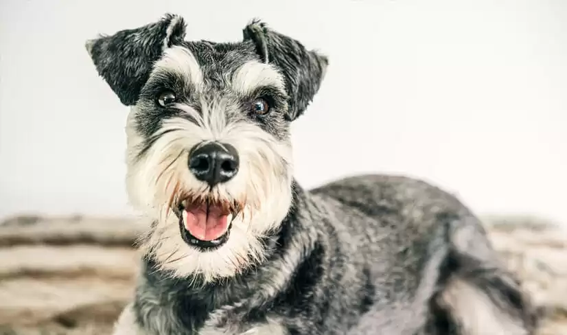 FAQs Miniature Schnauzers: A Perfect Family Companion