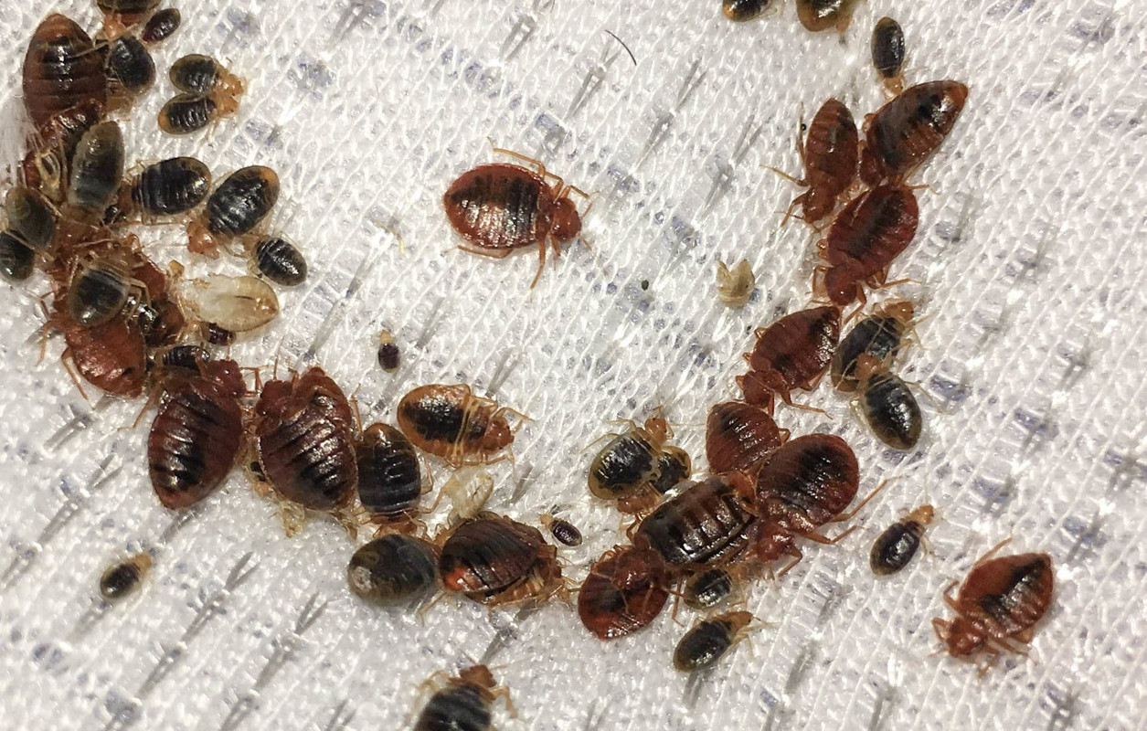 Picking The Best Orlando Bed Bug Treatment Method
