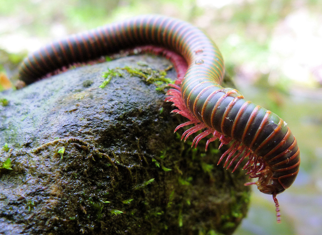 2012-05-12 - millipede