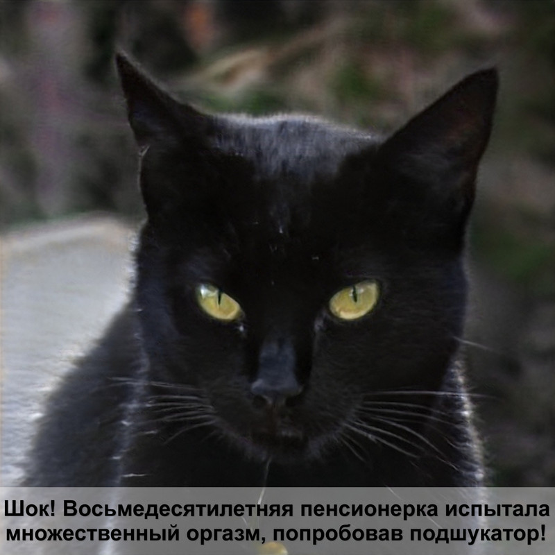 таблица окраски котят