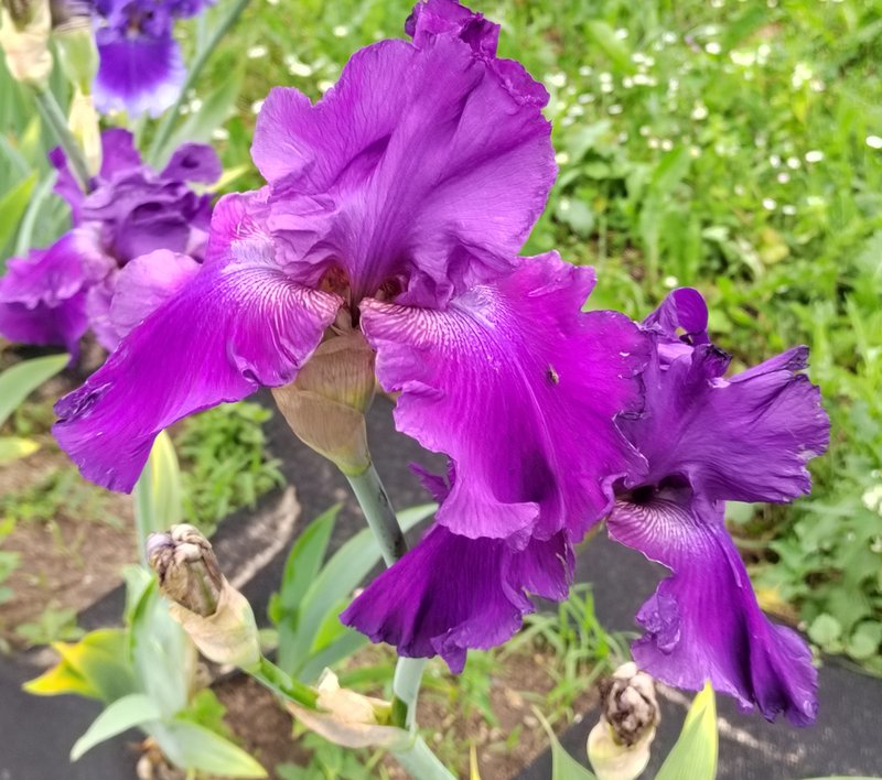 https://i.postimg.cc/cHn3RX1f/051-IMG-20240607-113212.jpg
