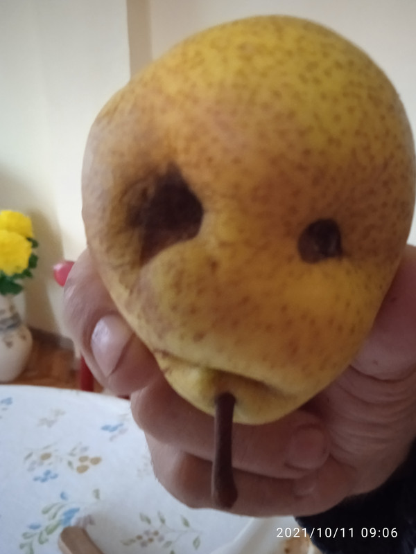 IMG_20211011_090618[1]