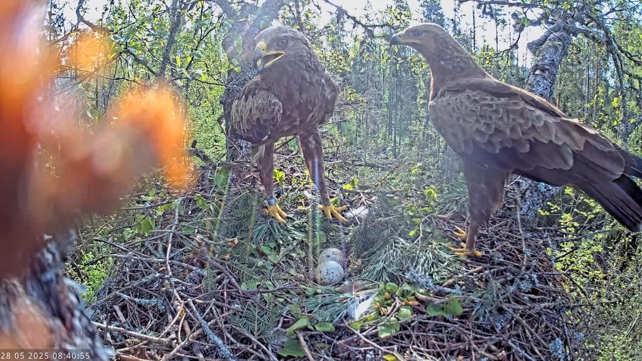 Väike-konnakotkas __ Clanga pomarina __ Lesser Spotted Eagle 12-23-35 screenshot