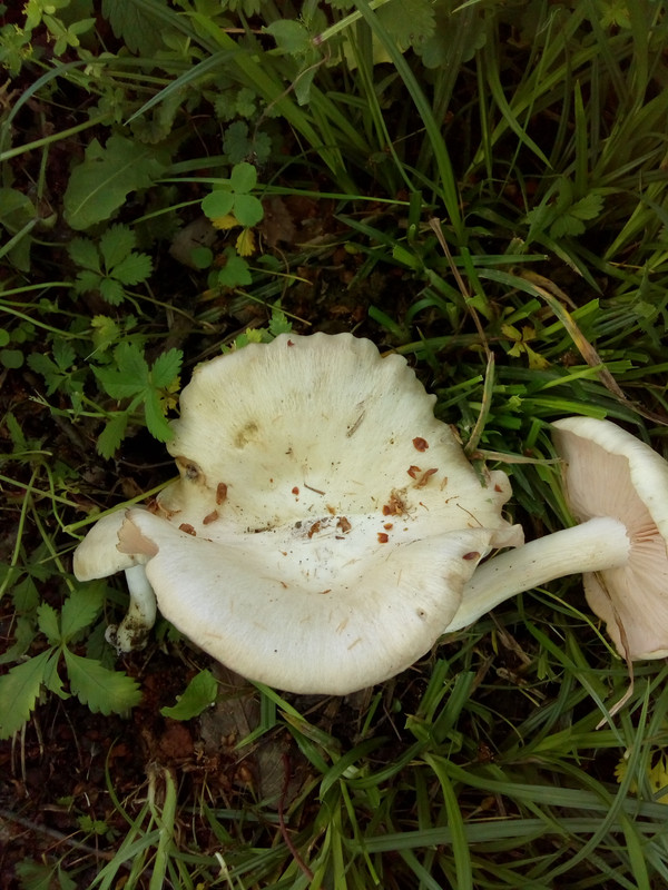 [Слика: IMG-20200508-132856611.jpg]