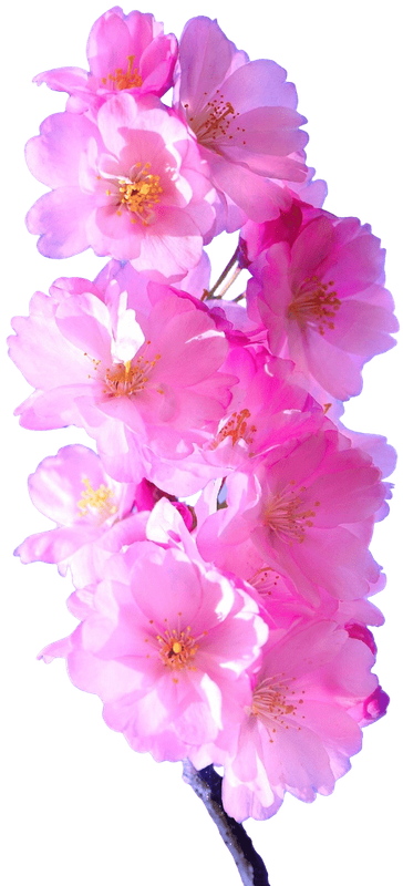 Cherry Blossoms 2