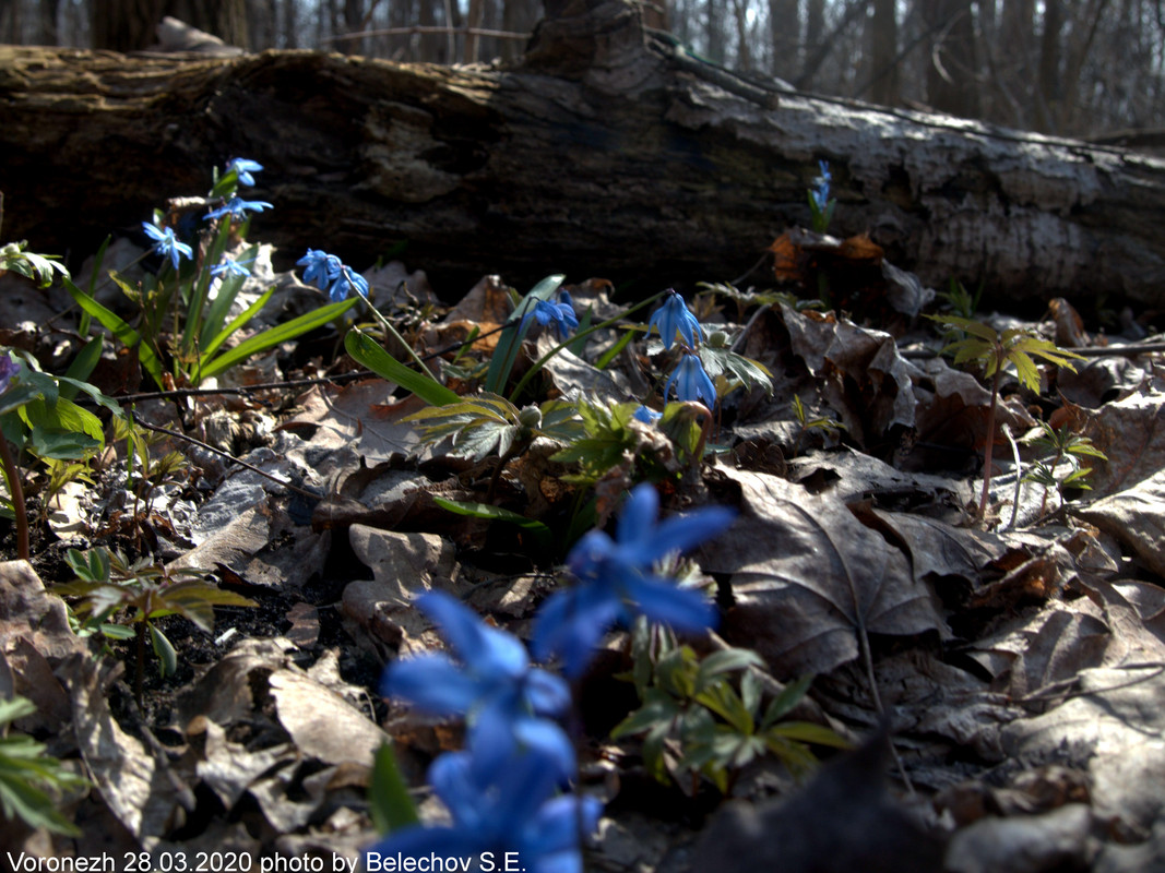 Воронеж, весна, Олимпик Воронеж, весна, Олимпик