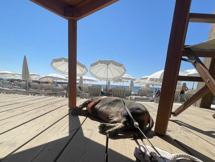 [Image: f7c432e4-1b08-448d-923f-4aa876d4a94a.jpg]