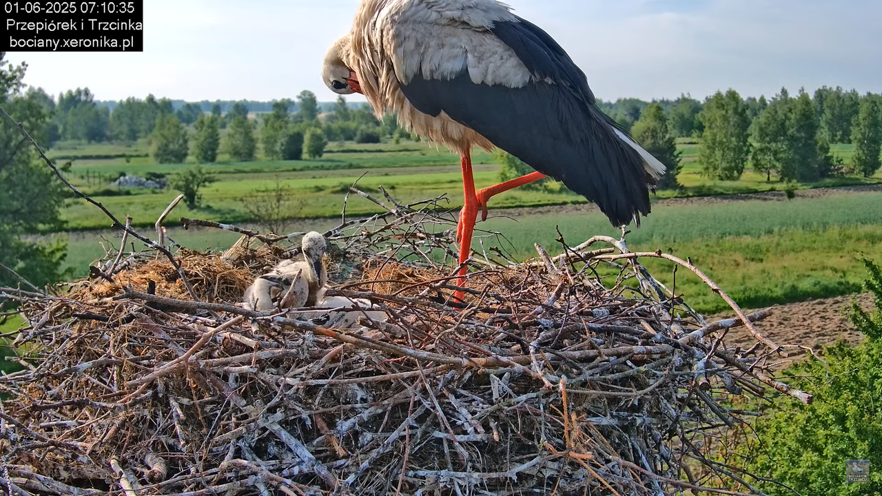 01062025bociany10